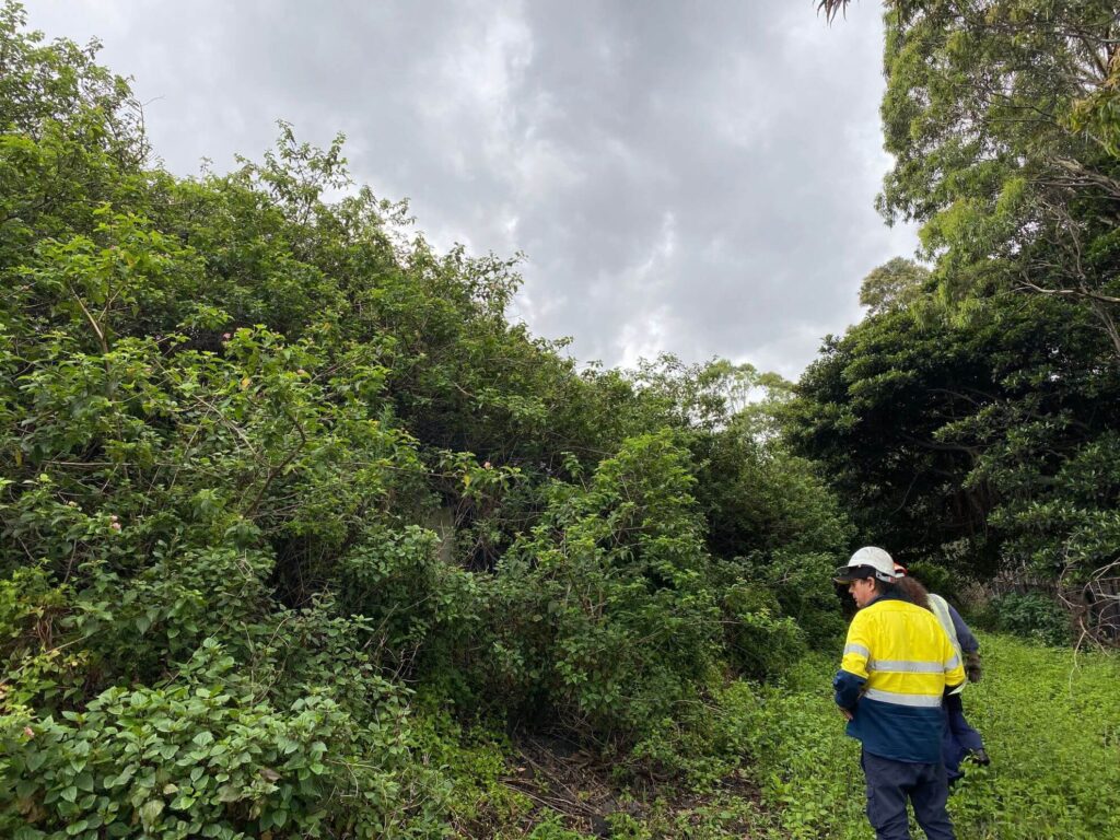 Donnelley Hire Lantana Clearing